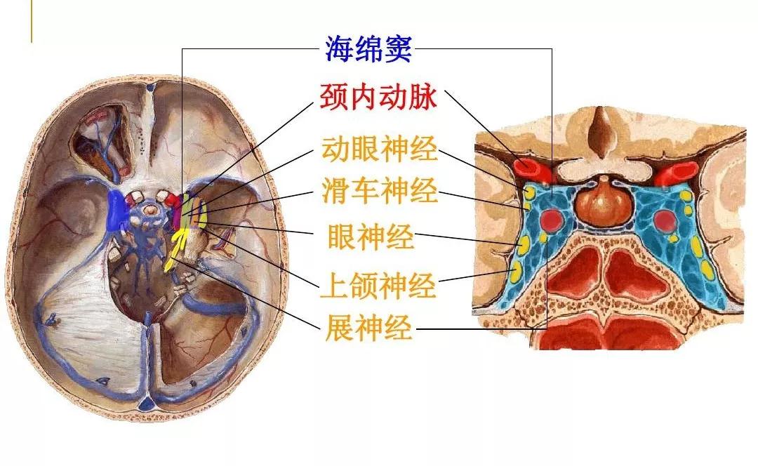 挤了这么多年的痘,没挂掉算你命大.